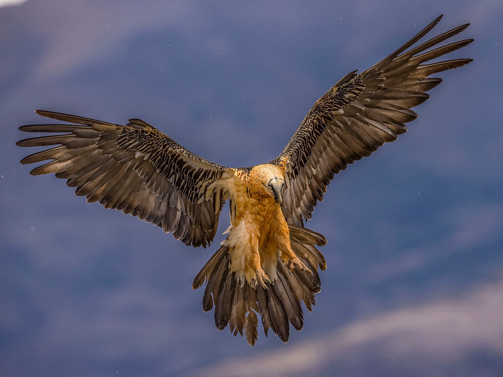 Сейчас вылетит птичка: 15 лучших кадров с фотопремии Bird Photographer of the Year 2024