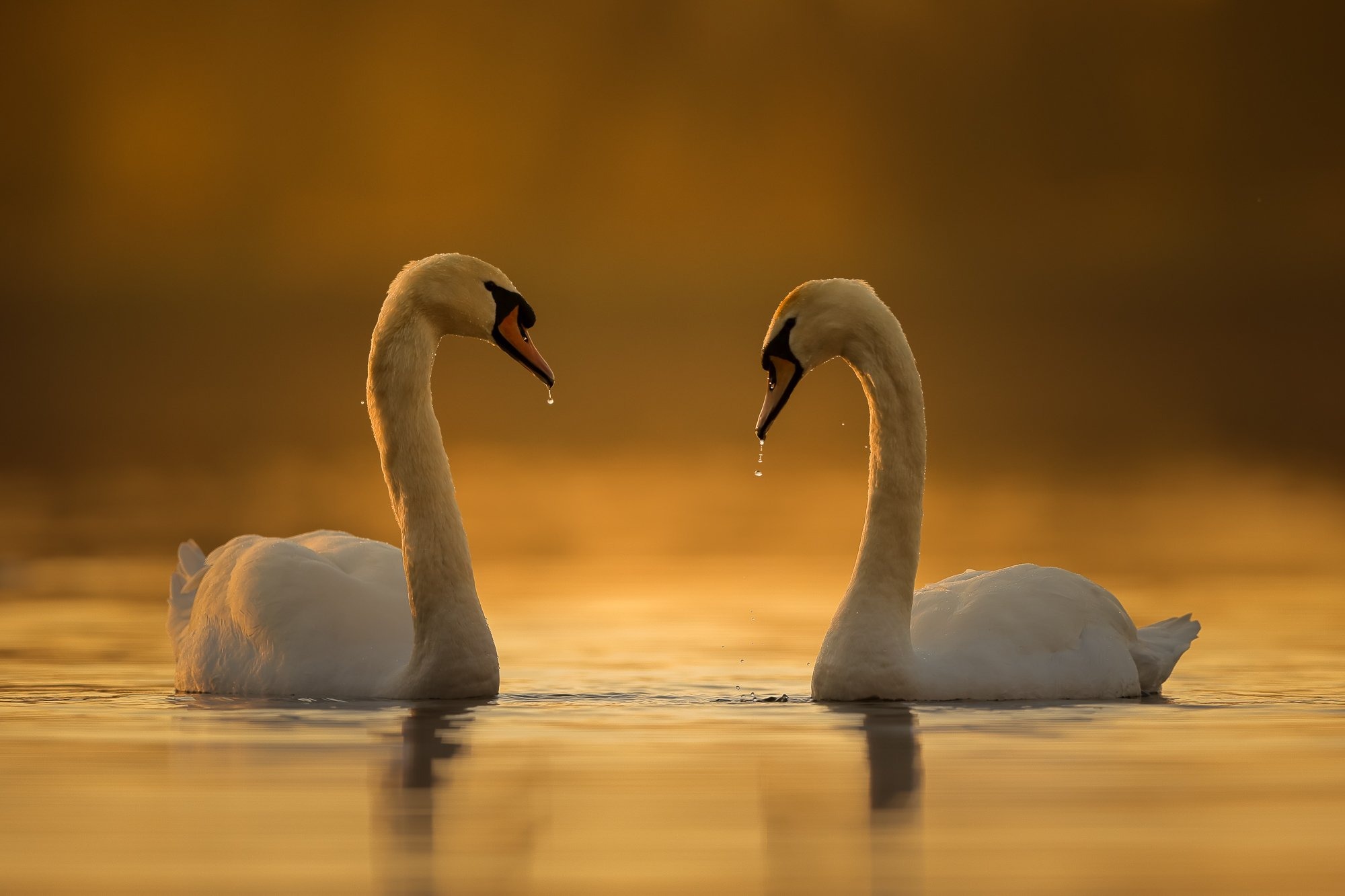 Сейчас вылетит птичка: 15 лучших кадров с фотопремии Bird Photographer of the Year 2024