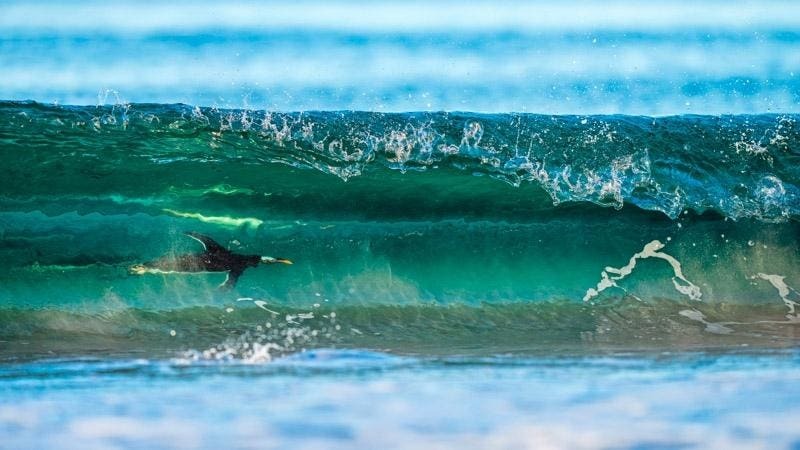 Тигр в доме и неуловимые барсы: 18 кадров с фотопремии Nature Photographer of the Year 2024