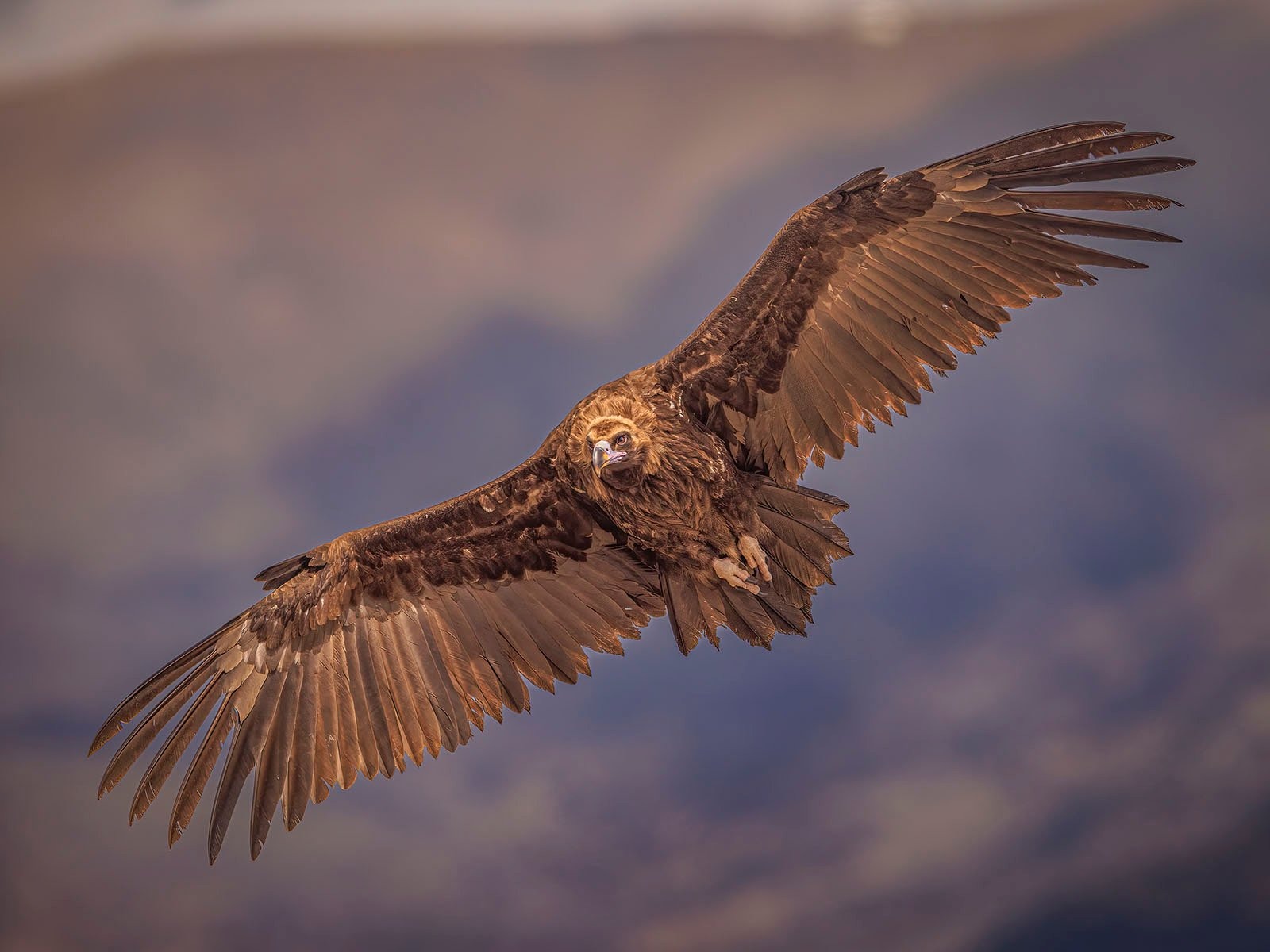 Сейчас вылетит птичка: 15 лучших кадров с фотопремии Bird Photographer of the Year 2024