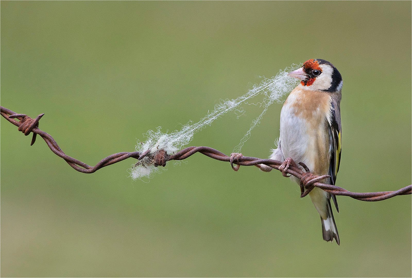 Сейчас вылетит птичка: 15 лучших кадров с фотопремии Bird Photographer of the Year 2024