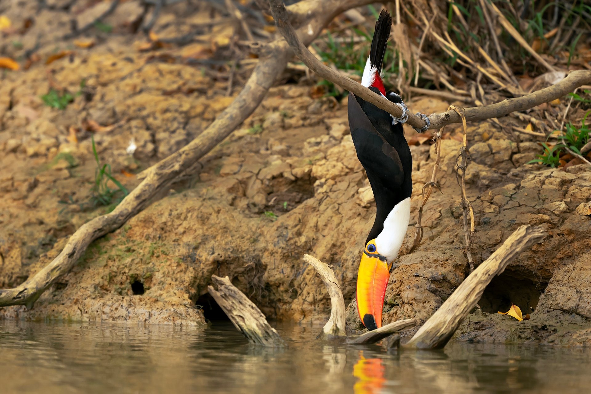 Сейчас вылетит птичка: 15 лучших кадров с фотопремии Bird Photographer of the Year 2024