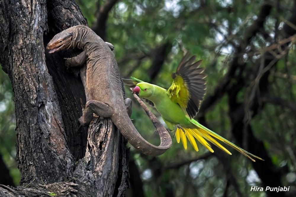 Сейчас вылетит птичка: 15 лучших кадров с фотопремии Bird Photographer of the Year 2024