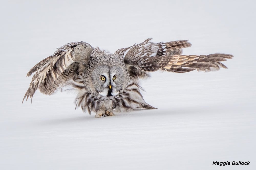 Сейчас вылетит птичка: 15 лучших кадров с фотопремии Bird Photographer of the Year 2024