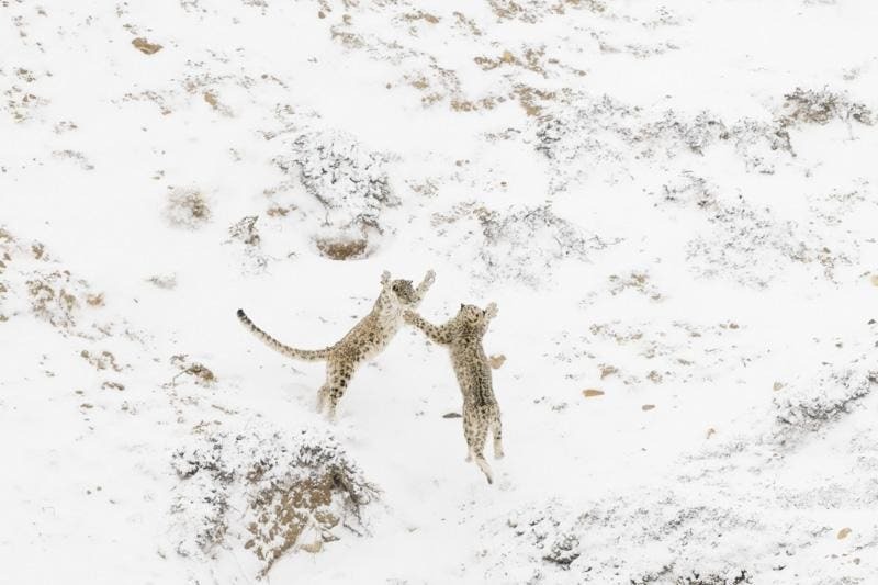 Тигр в доме и неуловимые барсы: 18 кадров с фотопремии Nature Photographer of the Year 2024