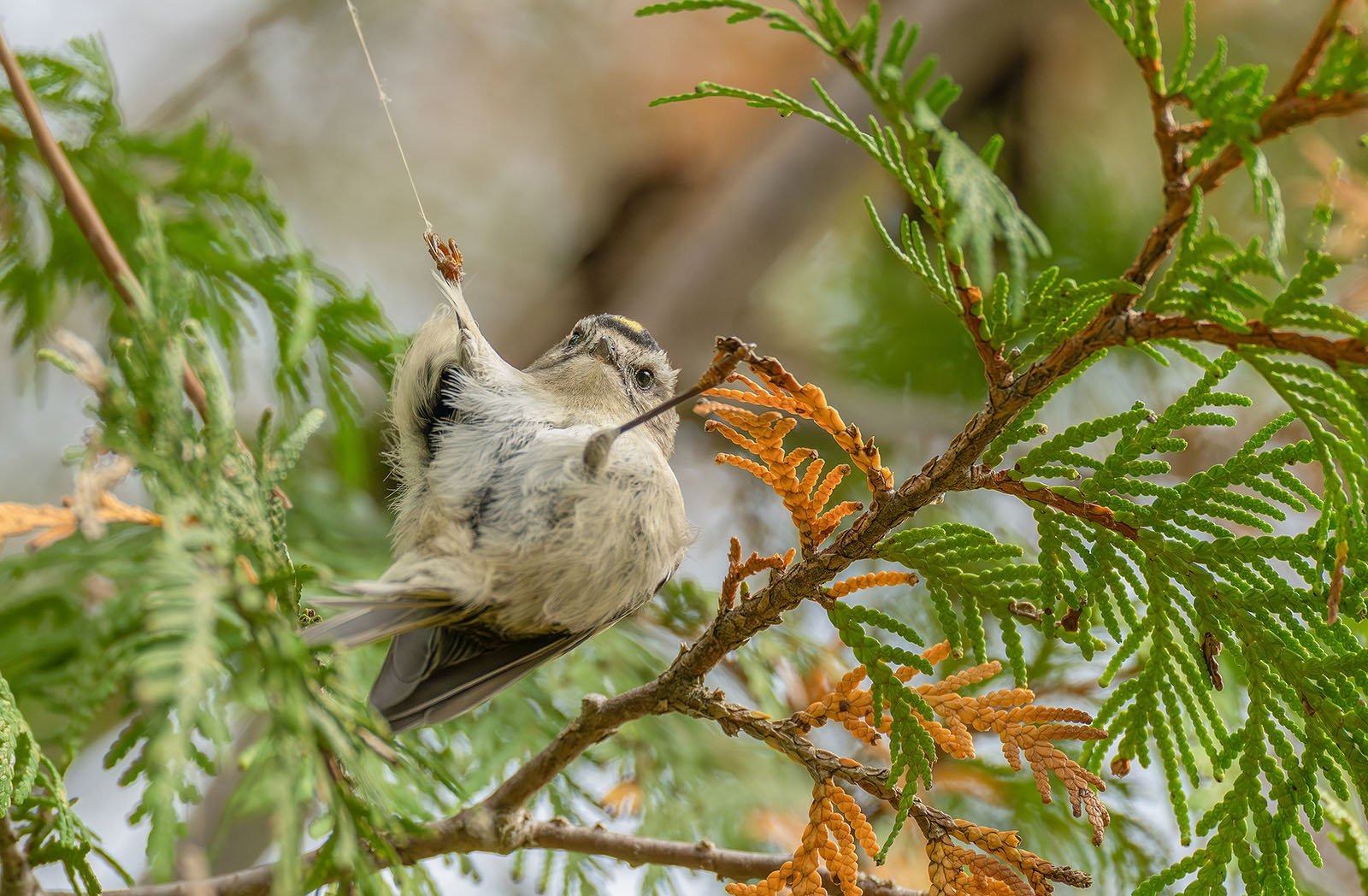 Сейчас вылетит птичка: 15 лучших кадров с фотопремии Bird Photographer of the Year 2024