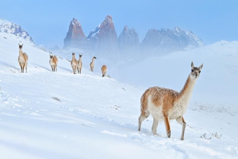 Тигр в доме и неуловимые барсы: 18 кадров с фотопремии Nature Photographer of the Year 2024