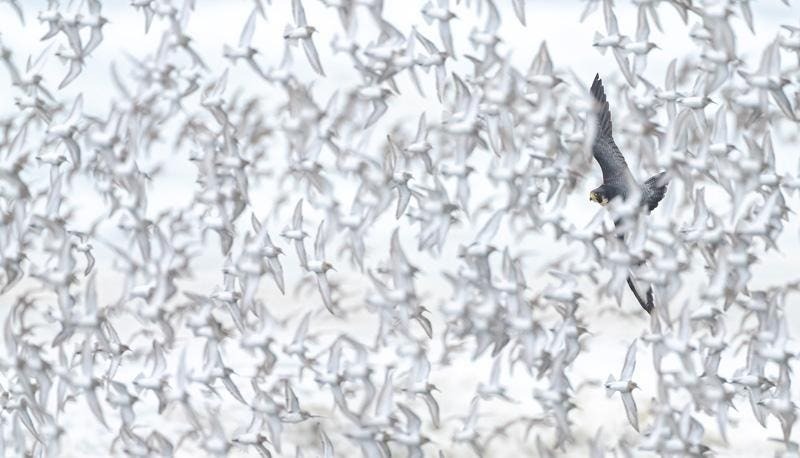 Тигр в доме и неуловимые барсы: 18 кадров с фотопремии Nature Photographer of the Year 2024