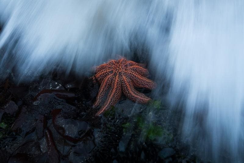 Тигр в доме и неуловимые барсы: 18 кадров с фотопремии Nature Photographer of the Year 2024