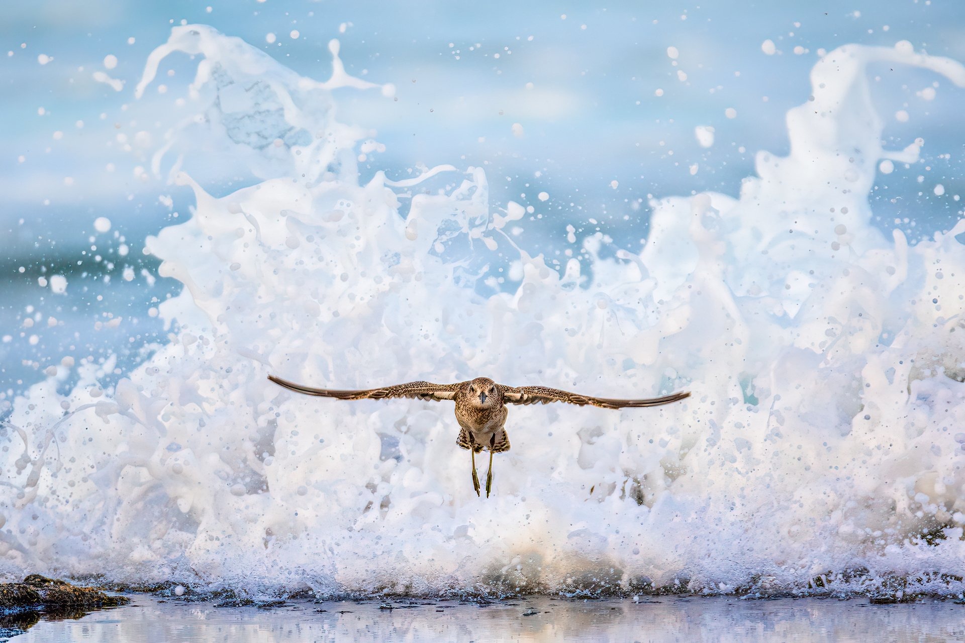 Сейчас вылетит птичка: 15 лучших кадров с фотопремии Bird Photographer of the Year 2024