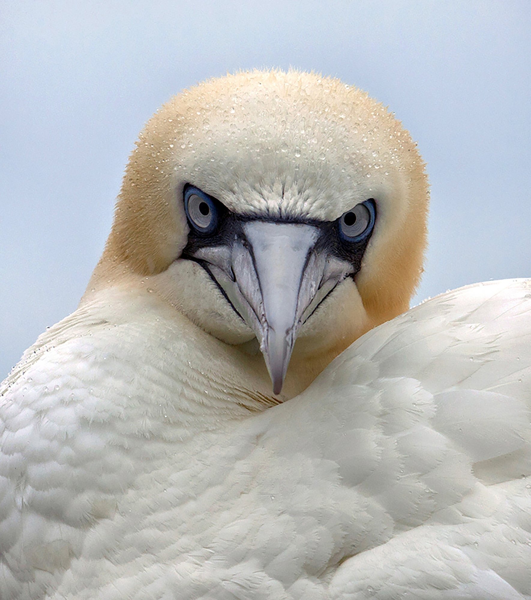 Сейчас вылетит птичка: 15 лучших кадров с фотопремии Bird Photographer of the Year 2024