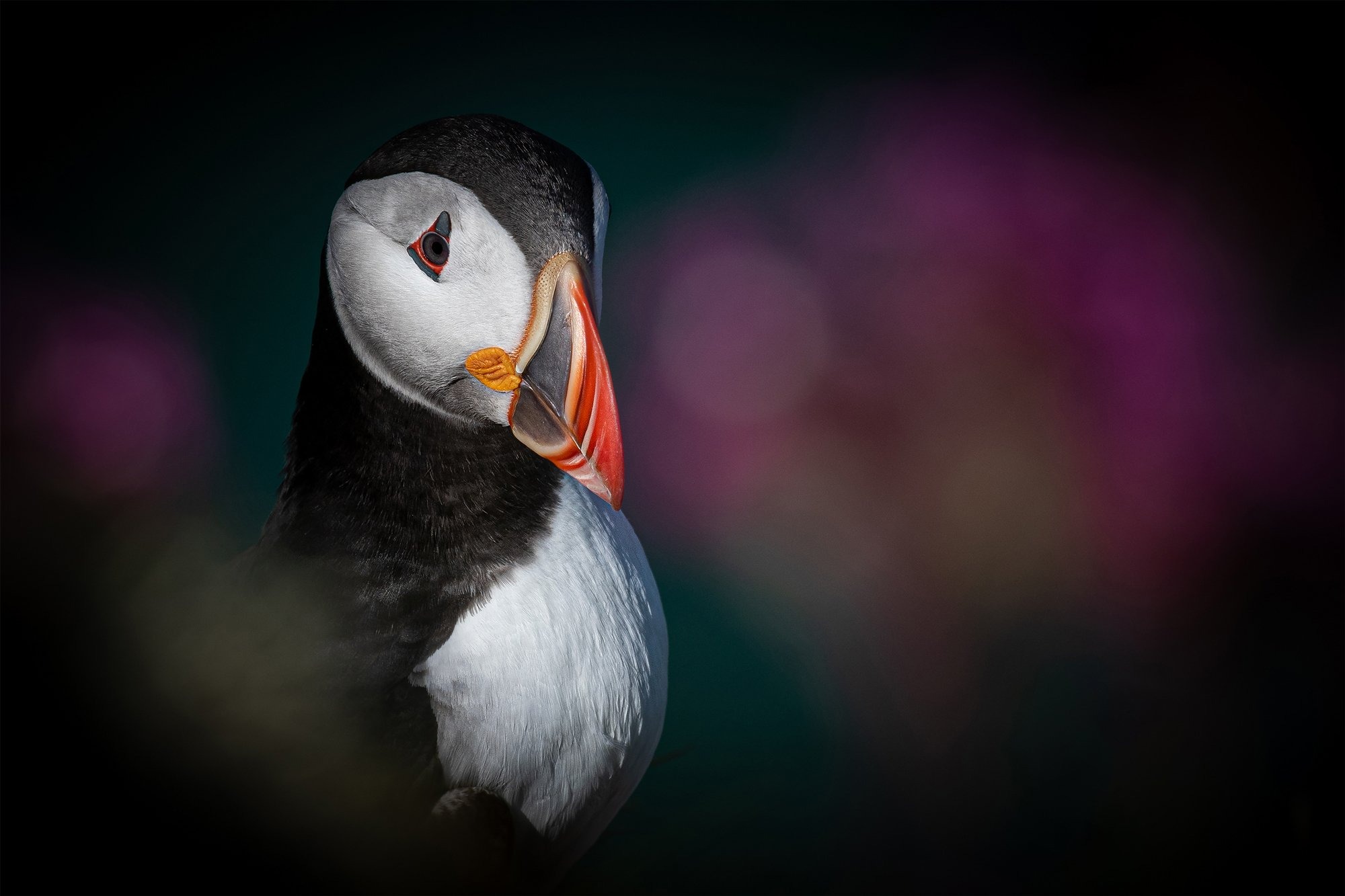 Сейчас вылетит птичка: 15 лучших кадров с фотопремии Bird Photographer of the Year 2024