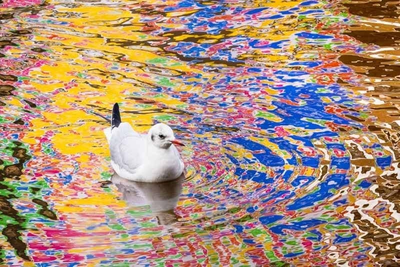 Тигр в доме и неуловимые барсы: 18 кадров с фотопремии Nature Photographer of the Year 2024