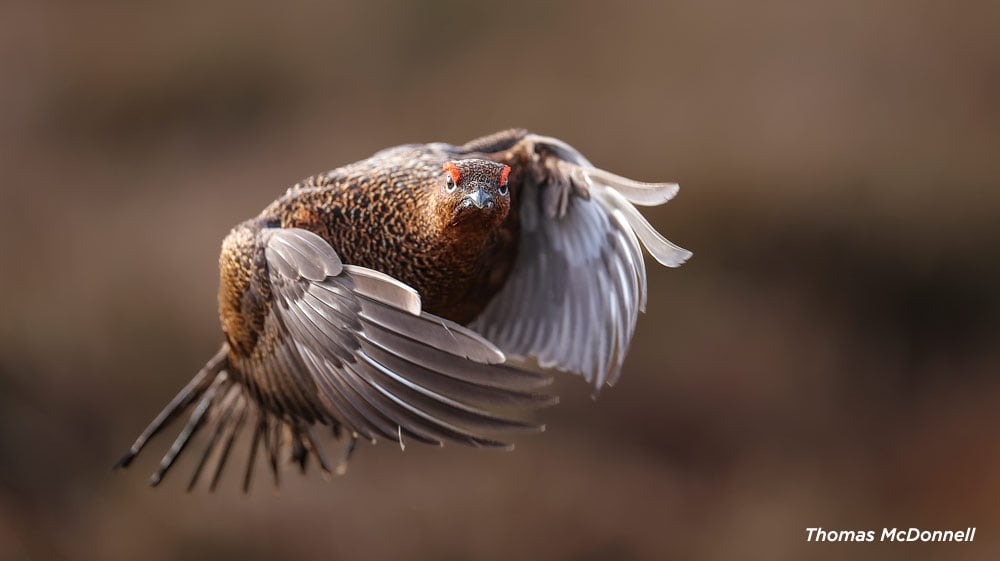 Сейчас вылетит птичка: 15 лучших кадров с фотопремии Bird Photographer of the Year 2024