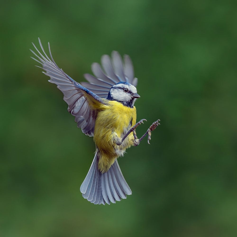 Сейчас вылетит птичка: 15 лучших кадров с фотопремии Bird Photographer of the Year 2024